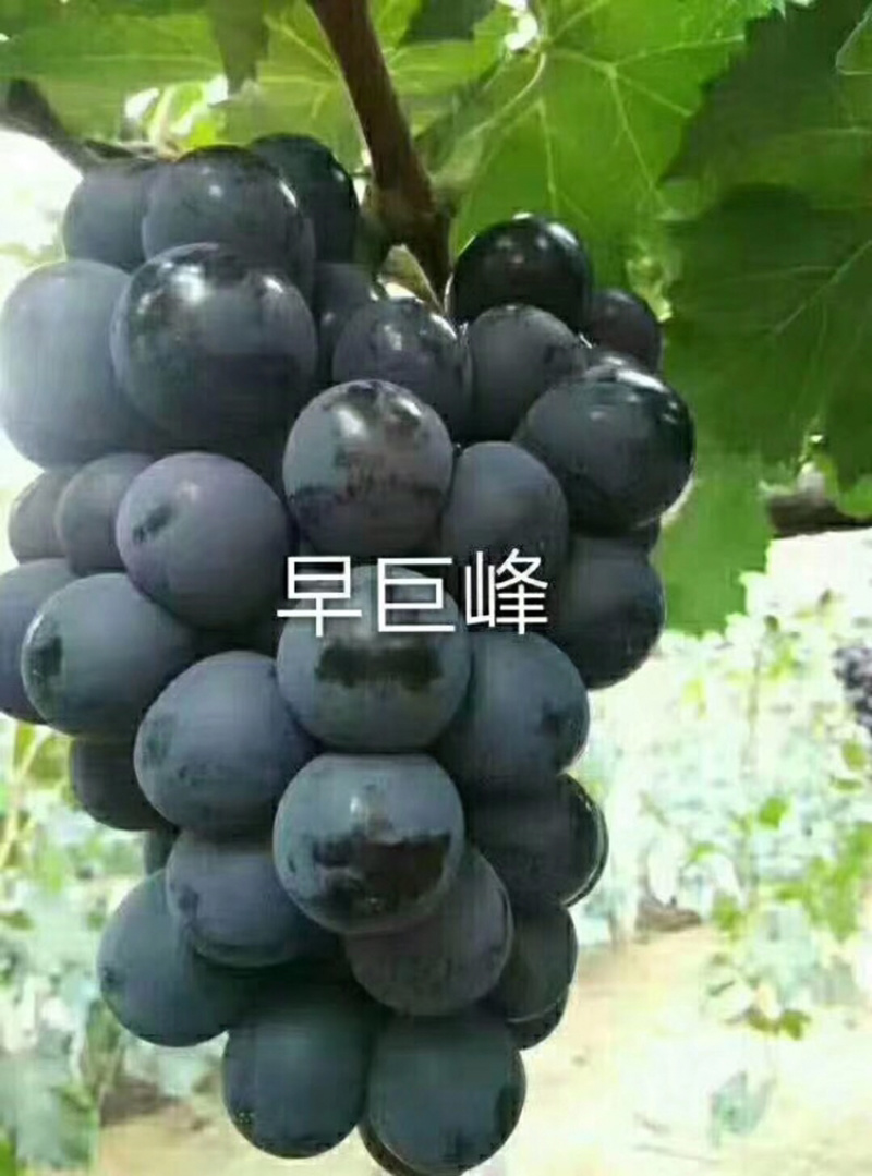 河北君林苗木基地供应美人指葡萄苗巨峰苗