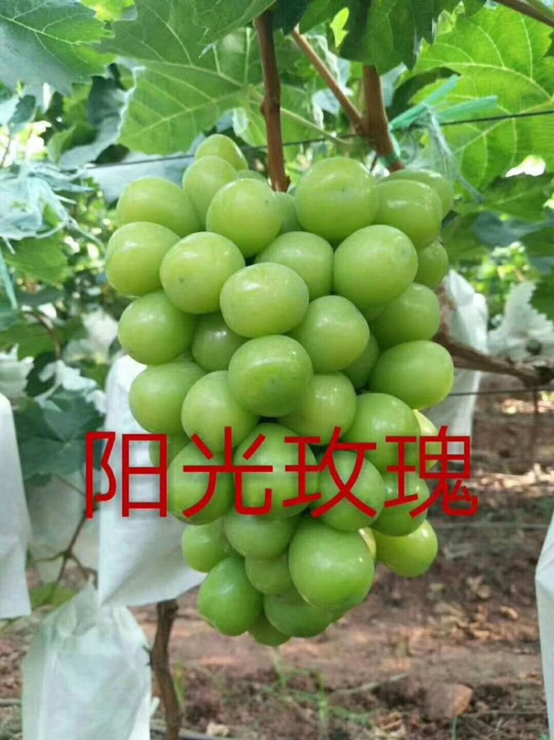 河北君林苗木基地供应美人指葡萄苗巨峰苗