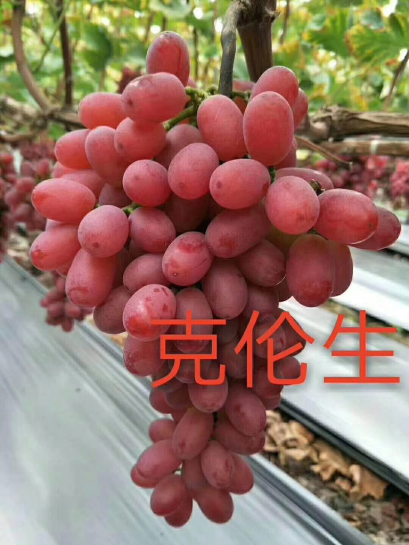 河北君林苗木基地供应美人指葡萄苗巨峰苗
