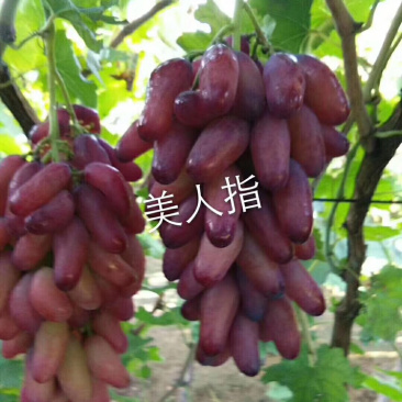 河北君林苗木基地供应美人指葡萄苗巨峰苗