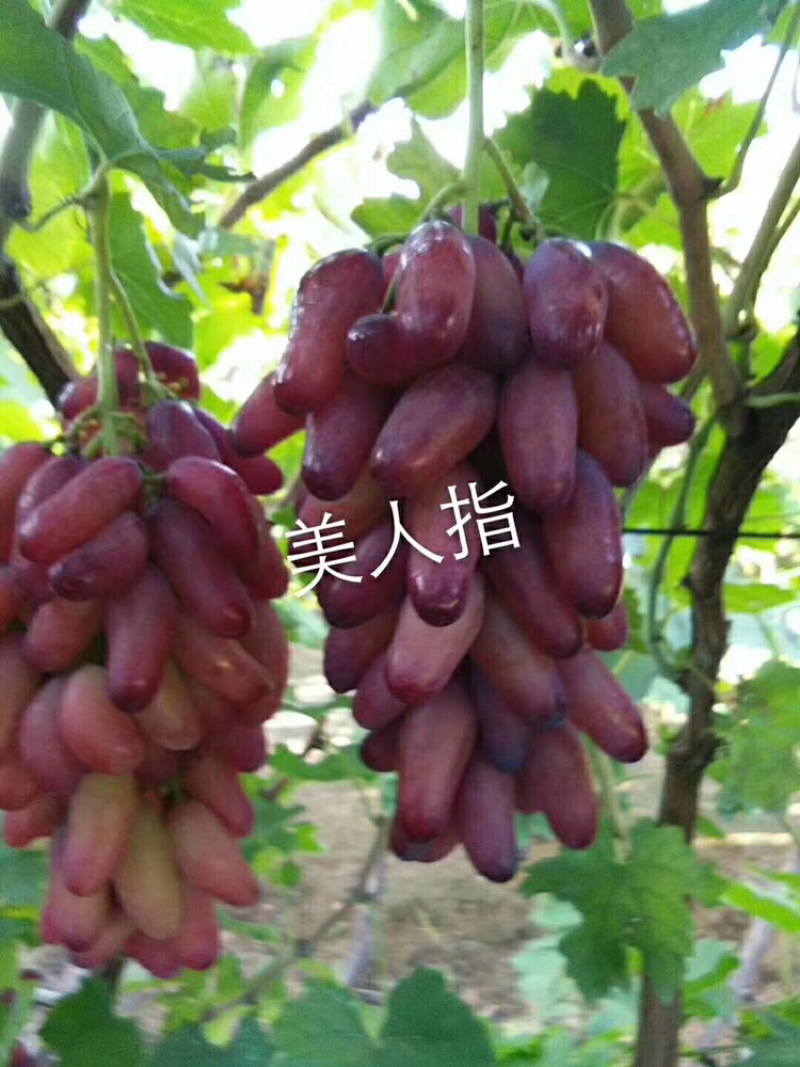 河北君林苗木基地供应美人指葡萄苗巨峰苗