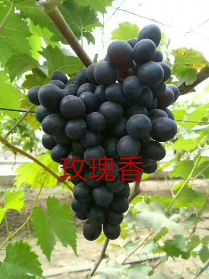河北君林苗木基地供应美人指葡萄苗巨峰苗
