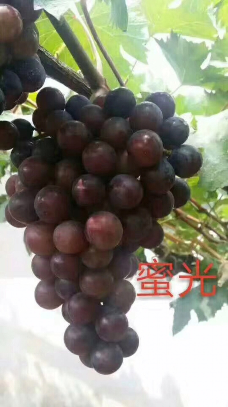 河北君林苗木基地供应美人指葡萄苗巨峰苗