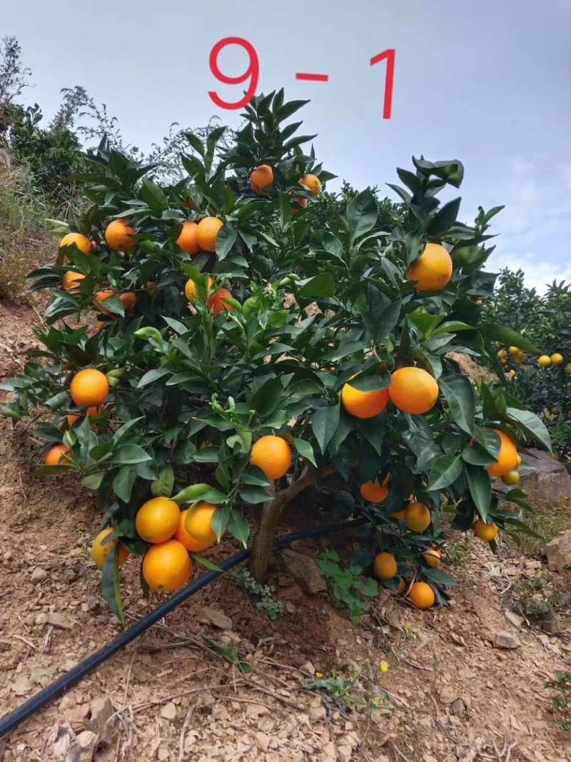 奉节脐橙产地一手货源品质好质量高欢迎全国客商考察