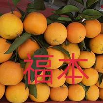 奉节脐橙产地一手货源品质好质量高欢迎全国客商考察