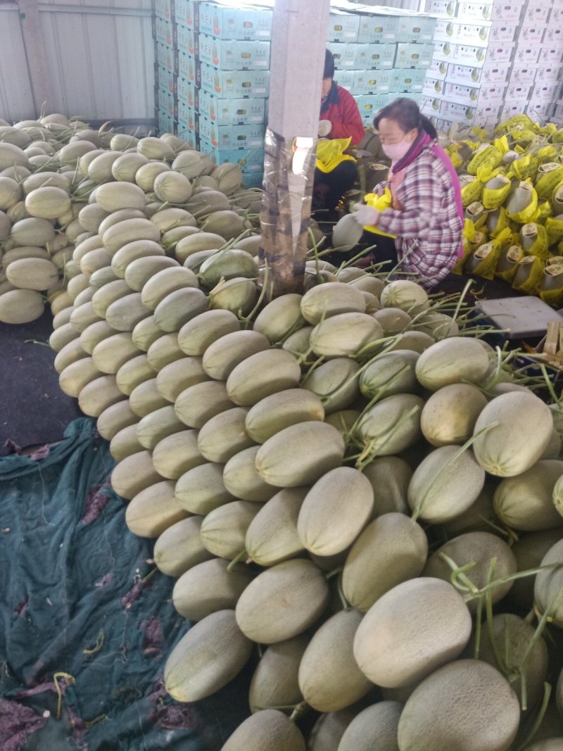 山东耀珑小蜜25哈蜜瓜晓蜜25种植产地量大糖度高看棚定货