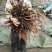 优选白芍芽改良白芍芽头100棵起发提供技术量大从优