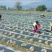 银黑地膜10斤20斤地膜质量更厚使用时间更长除草效果更好