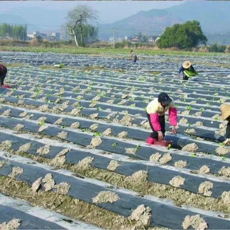 银黑地膜10斤20斤地膜质量更厚使用时间更长除草效果更好