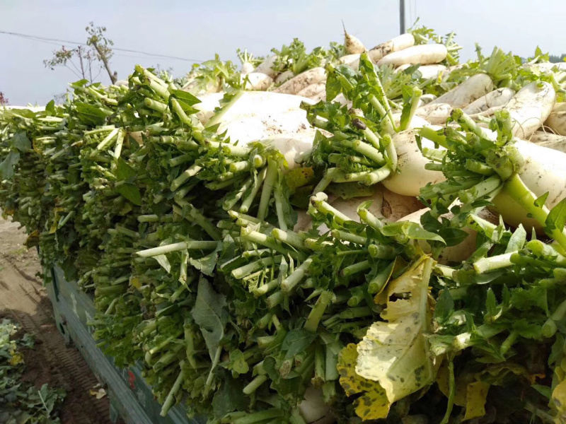 【荐】湖北萝卜白萝卜品质保证产地直发可供电商超市