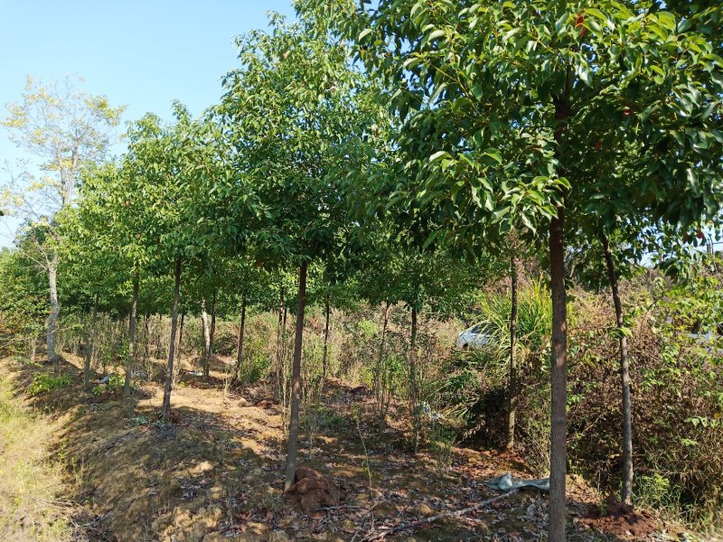 大叶香樟树苗绿化工程苗木香樟树小苗常青庭院绿化树