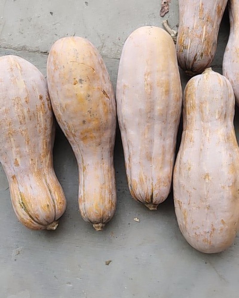 蜜本南瓜蓝光