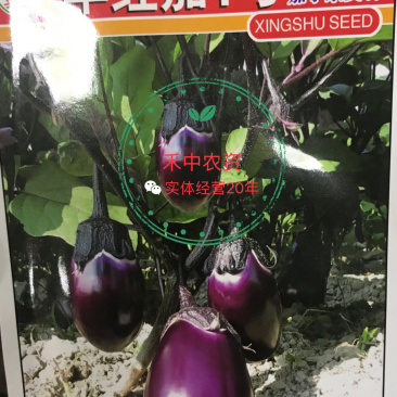 兴蔬早红茄2号紫红圆茄种子耐高温色泽明亮糯性强