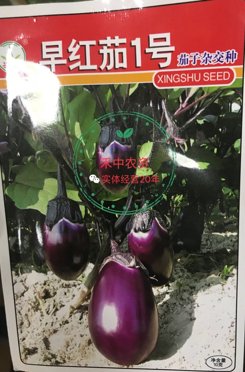 兴蔬早红茄2号紫红圆茄种子耐高温色泽明亮糯性强