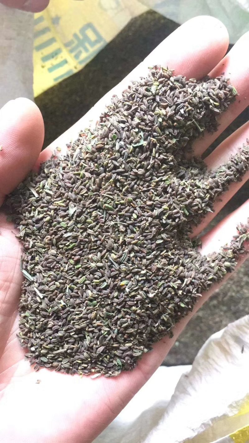 纯新柴胡籽