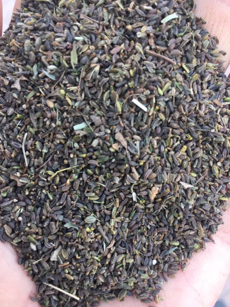 纯新柴胡籽