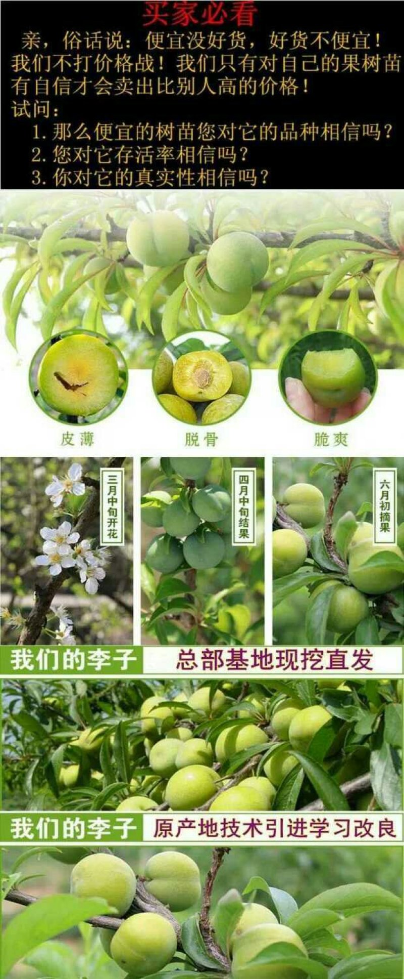 李子苗，蜂糖李青奈李基地批发现挖全国发货保证成活