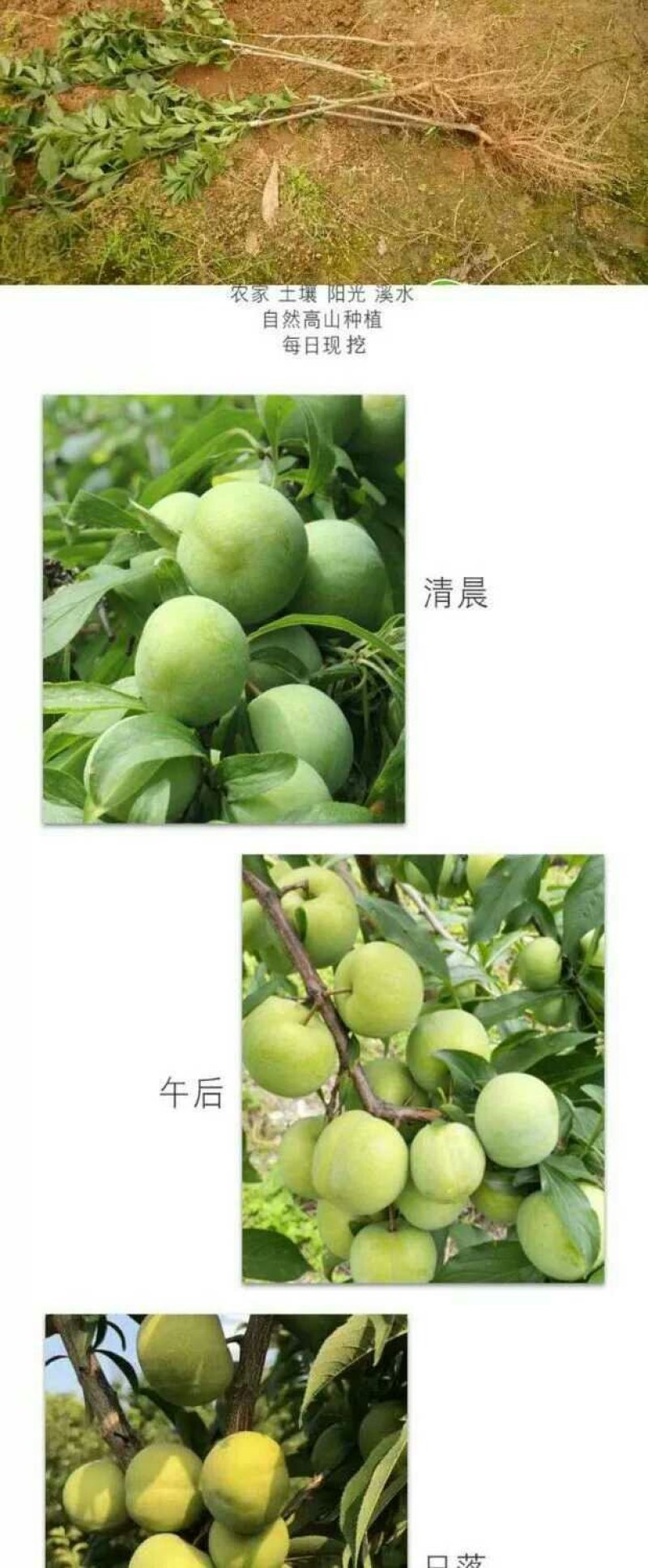李子苗，蜂糖李青奈李基地批发现挖全国发货保证成活