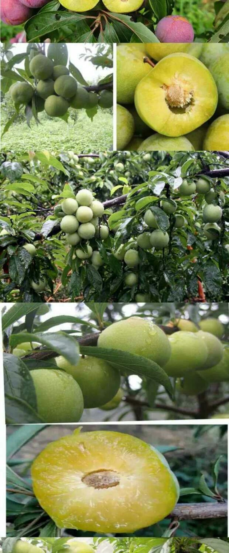 李子苗，蜂糖李青奈李基地批发现挖全国发货保证成活