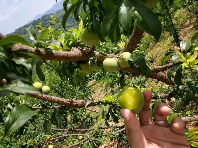 李子苗，蜂糖李青奈李基地批发现挖全国发货保证成活