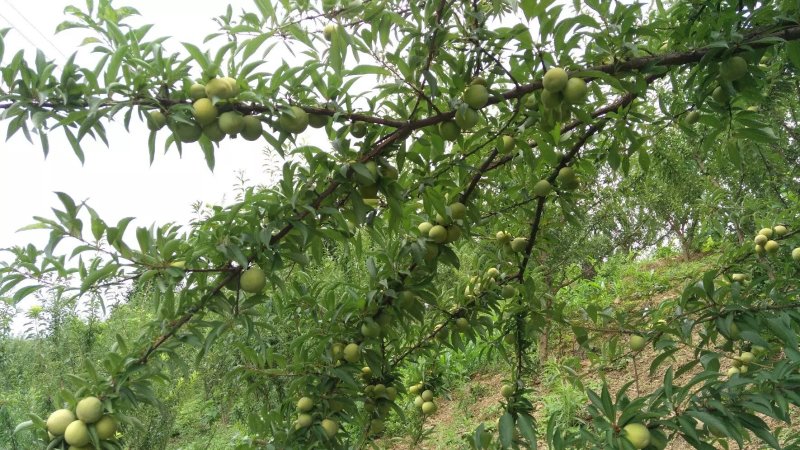 李子苗，蜂糖李青奈李基地批发现挖全国发货保证成活