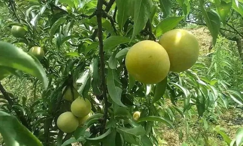 李子苗，蜂糖李青奈李基地批发现挖全国发货保证成活