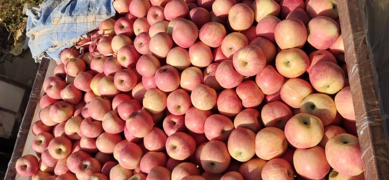 栖霞纸加膜苹果65果70果75果一级果冷库大量出新苹果