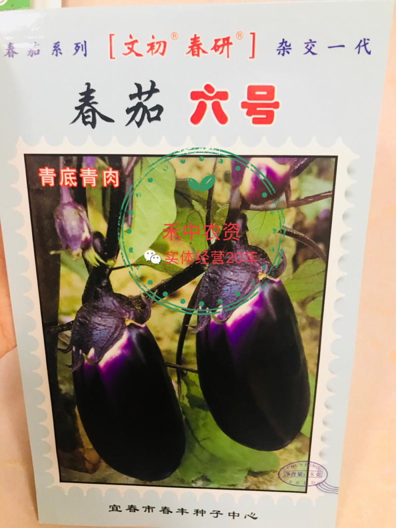 文初春茄二号/六号茄子种子早熟荷包圆茄青底青肉