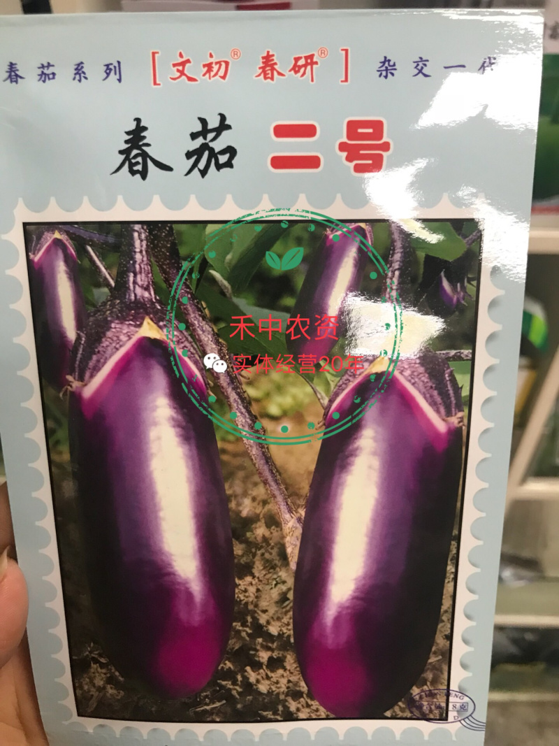 文初春茄二号/六号茄子种子早熟荷包圆茄青底青肉