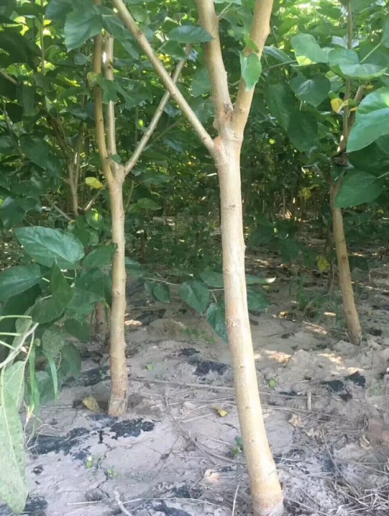 桑树苗