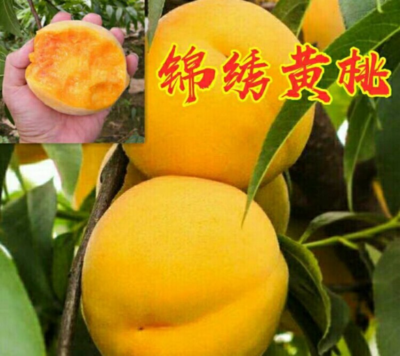 桃树苗《黄桃苗》基地直发现挖批发，保证成活，