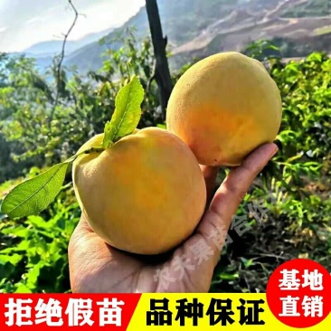 桃树苗《黄桃苗》基地直发现挖批发，保证成活，