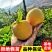 桃树苗《黄桃苗》基地直发现挖批发，保证成活，