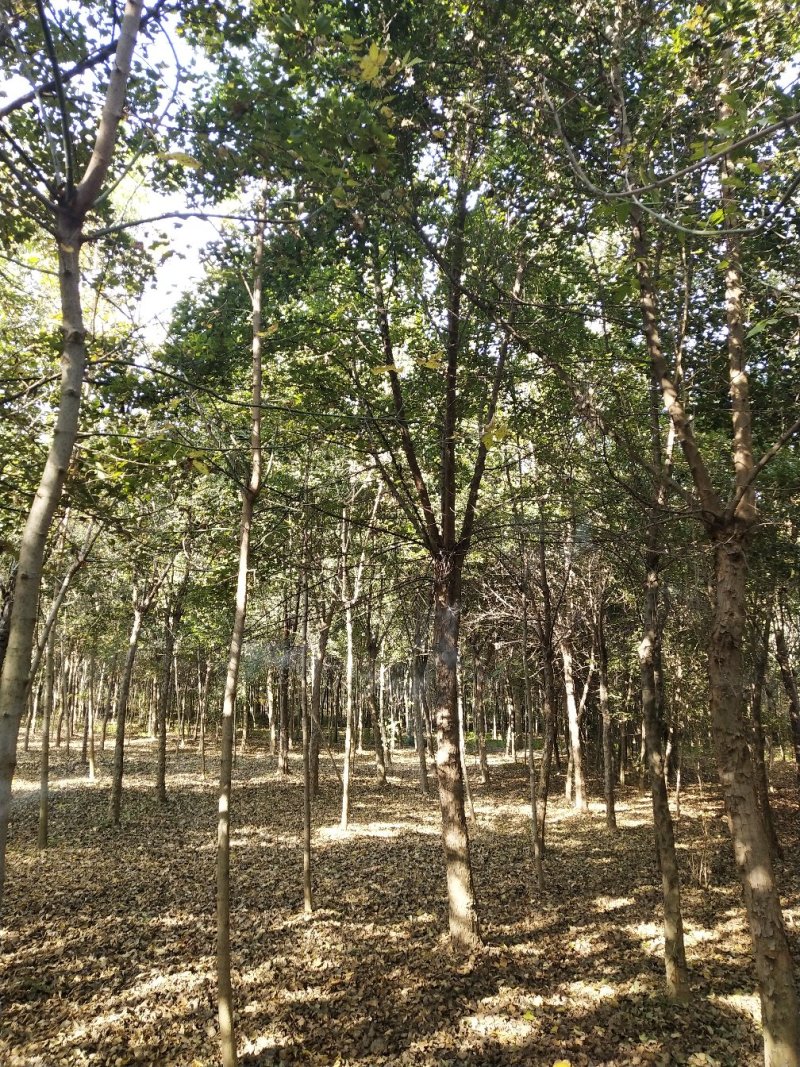 三角枫～河南鄢陵货源6～15公分有货，有需要的老板联系