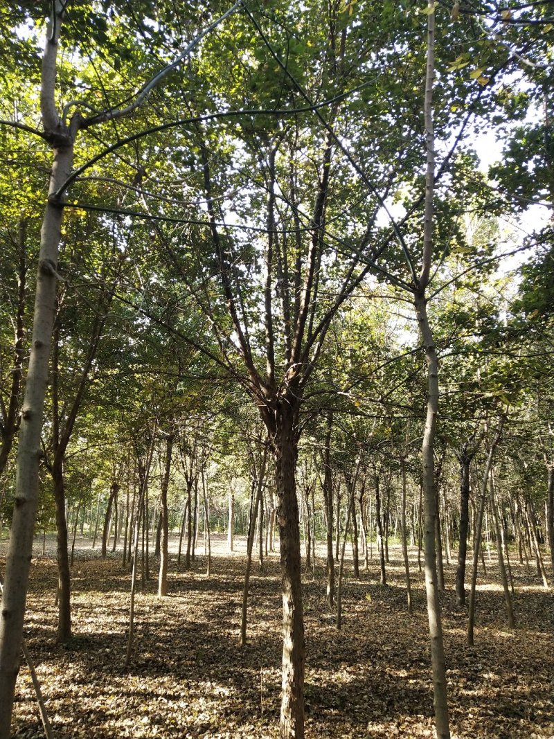 三角枫～河南鄢陵货源6～15公分有货，有需要的老板联系