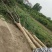 三角枫～河南鄢陵货源6～15公分有货，有需要的老板联系