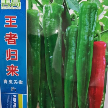 王者归来辣椒种子杂交青皮尖椒大粗长牛角形高产耐湿热中早熟