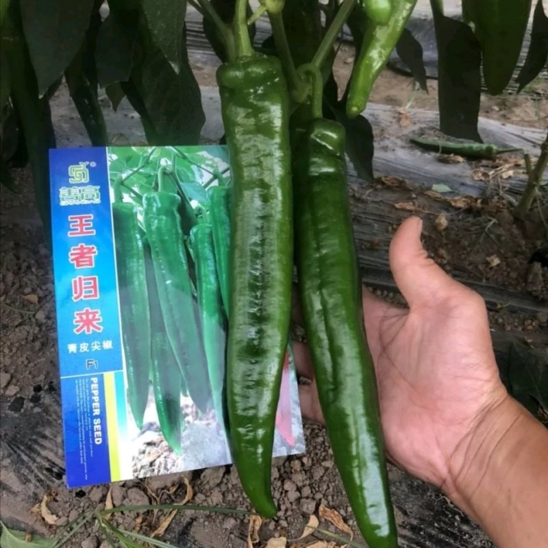 王者归来辣椒种子杂交青皮尖椒大粗长牛角形高产耐湿热中早熟