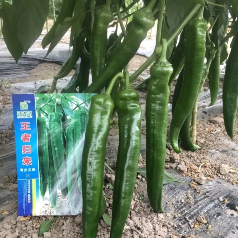 王者归来辣椒种子杂交青皮尖椒大粗长牛角形高产耐湿热中早熟