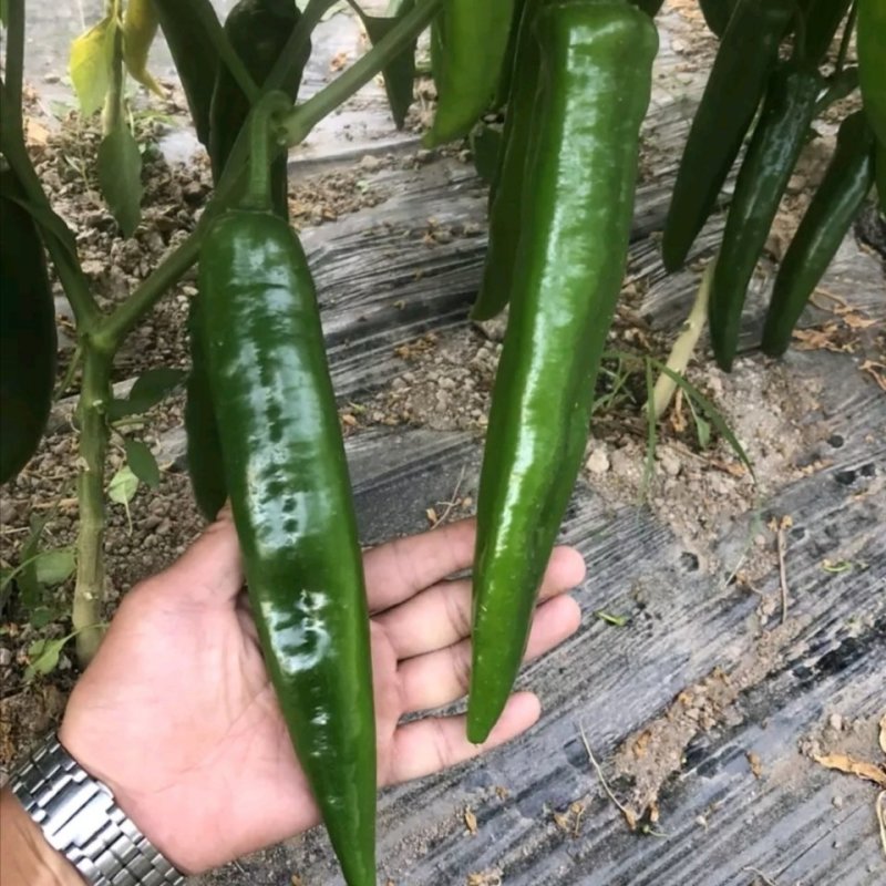 王者归来辣椒种子杂交青皮尖椒大粗长牛角形高产耐湿热中早熟