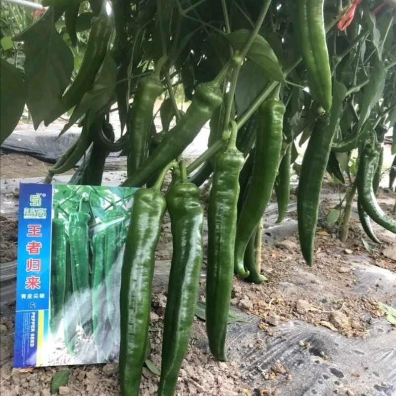 王者归来辣椒种子杂交青皮尖椒大粗长牛角形高产耐湿热中早熟