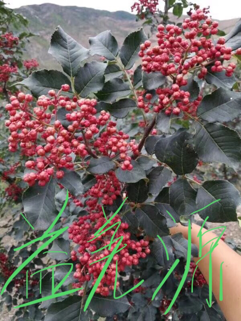 无刺花椒苗