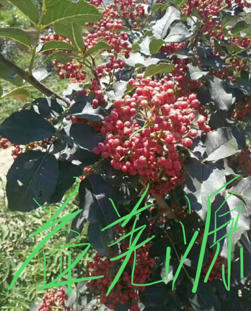 无刺花椒苗