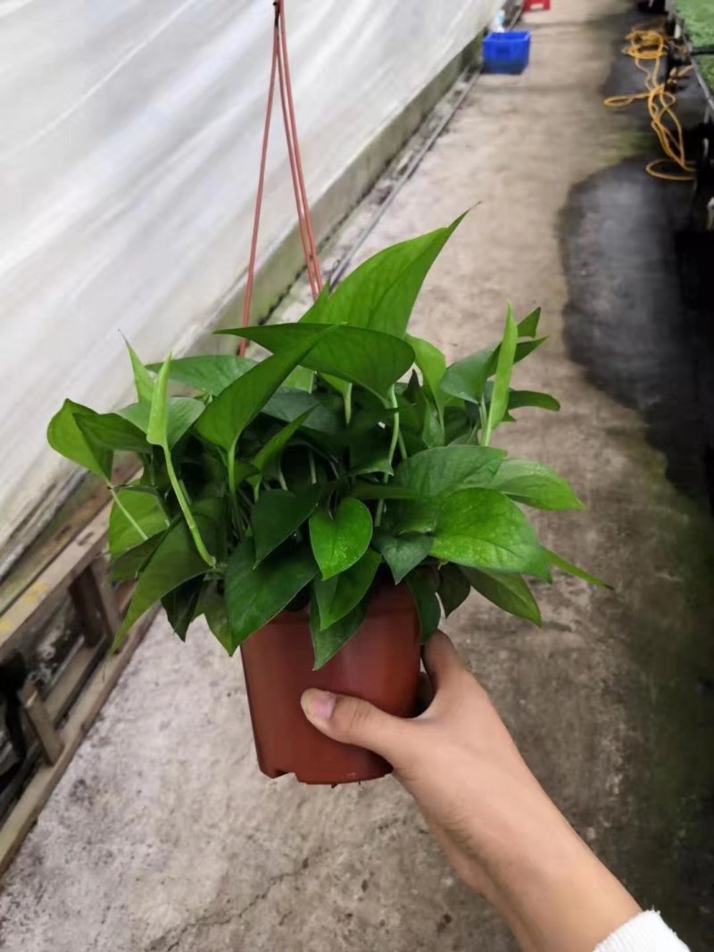 吊盆绿萝🌸