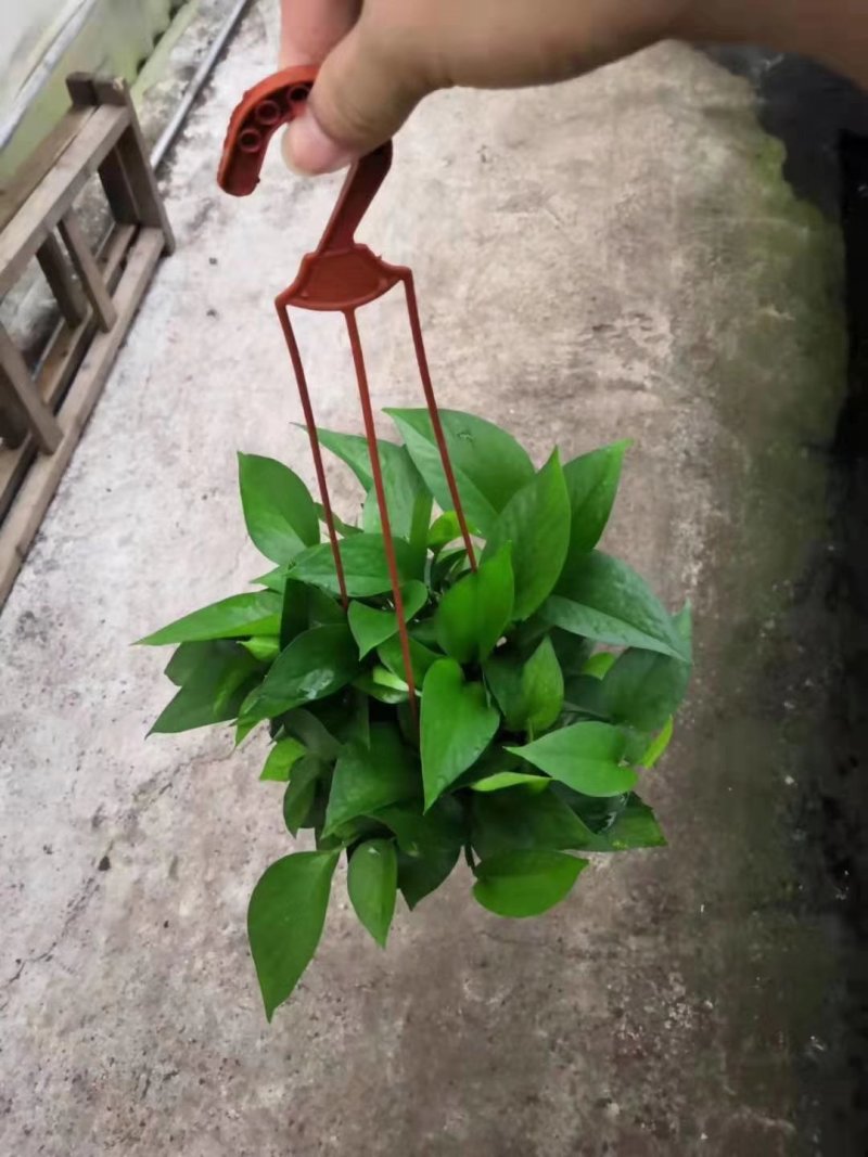 吊盆绿萝🌸