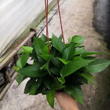 吊盆绿萝🌸