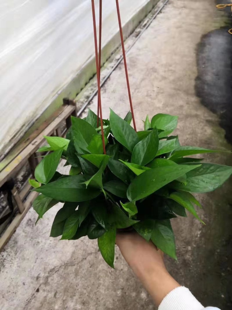 吊盆绿萝🌸