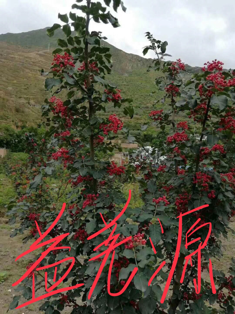 无刺花椒苗