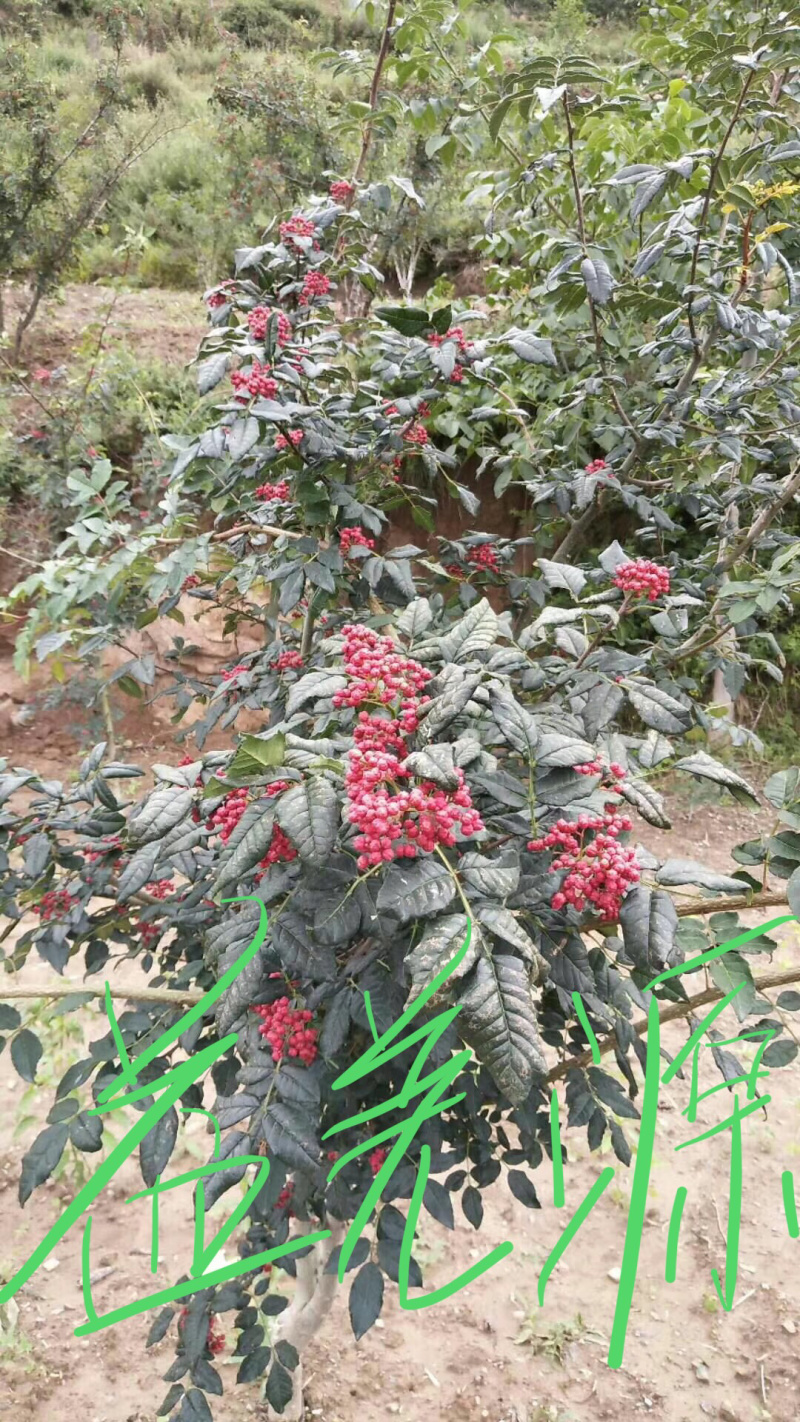 无刺花椒苗