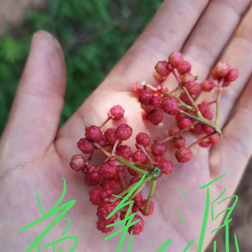 无刺花椒苗